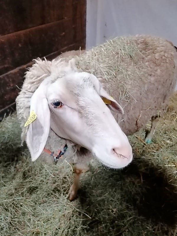 Neue Schafe auf dem Gnadenhöfle