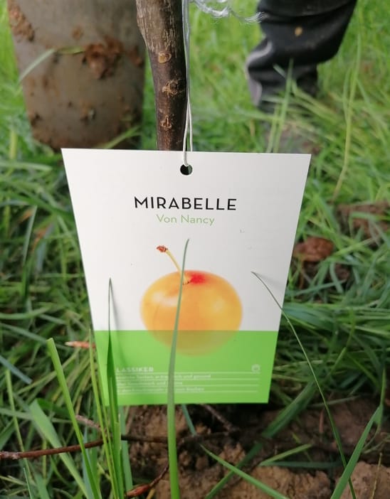 Mirabellen Bäumchen erfolgreich gepflanzt