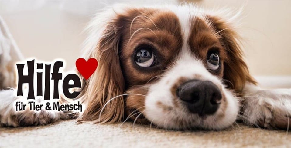 Sofa-Hunde Flohmarkt hilft bei Facebook